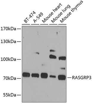 RASGRP3 Rabbit polyclonal antibody
