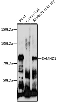 [KO Validated] SAMHD1 Rabbit polyclonal antibody