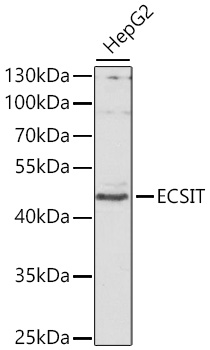 ECSIT Rabbit polyclonal antibody