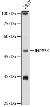 INPP5K Rabbit polyclonal antibody