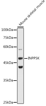 INPP5K Rabbit polyclonal antibody