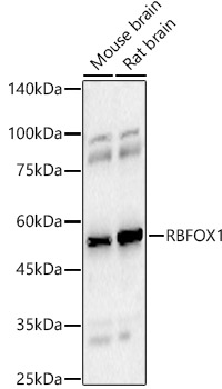 RBFOX1 Rabbit polyclonal antibody
