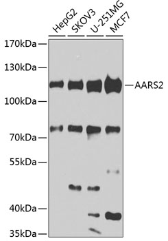 AARS2 Rabbit pAb