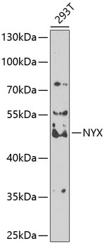NYX Rabbit polyclonal antibody