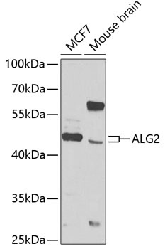 ALG2 Rabbit pAb