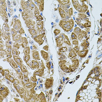 CHRFAM7A Rabbit polyclonal antibody