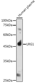 LRG1 Rabbit polyclonal antibody
