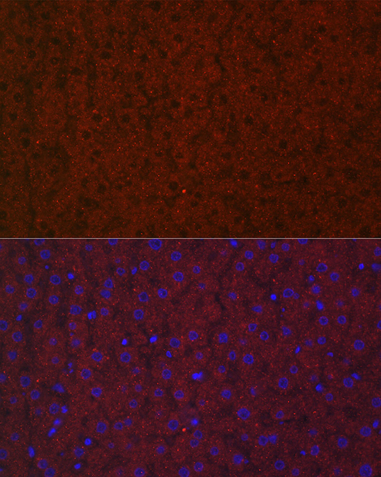 LRG1 Rabbit polyclonal antibody