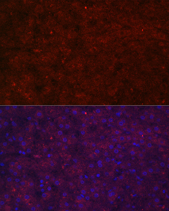 LRG1 Rabbit polyclonal antibody