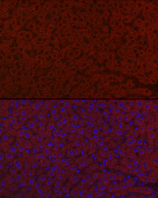 LRG1 Rabbit polyclonal antibody