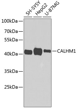 CALHM1 Rabbit polyclonal antibody
