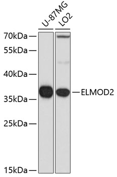 ELMOD2 Rabbit polyclonal antibody