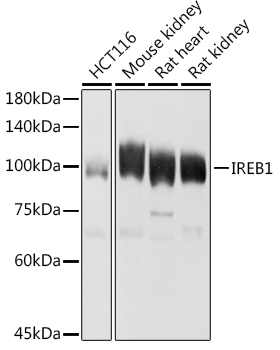 Aconitase 1 (ACO1) Rabbit pAb