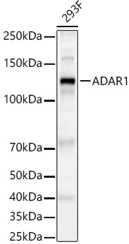 ADAR1 Rabbit polyclonal antibody