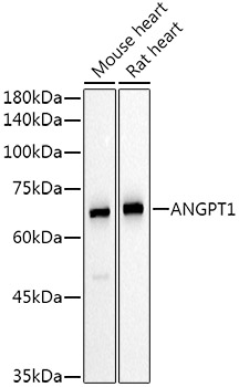 ANGPT1 Rabbit polyclonal antibody