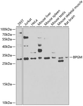 BPGM Rabbit polyclonal antibody