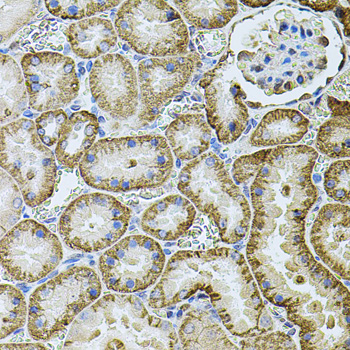 Cadherin 16 Rabbit polyclonal antibody