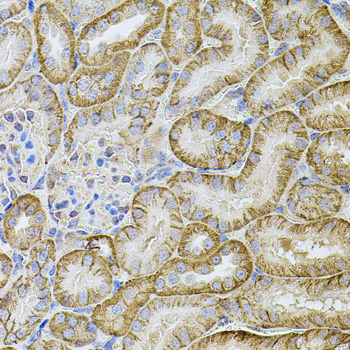 Cadherin 16 Rabbit polyclonal antibody