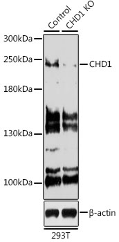 [KO Validated] CHD1 Rabbit polyclonal antibody