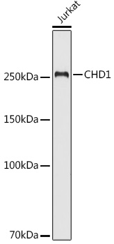 [KO Validated] CHD1 Rabbit polyclonal antibody