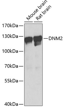 DNM2 Rabbit polyclonal antibody