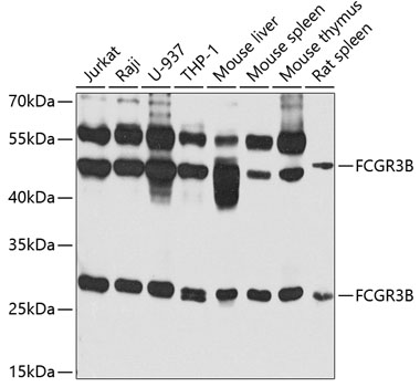 FCGR3B Rabbit pAb