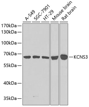 KCNS3 Rabbit polyclonal antibody