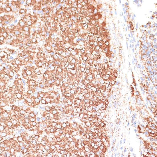 KCNS3 Rabbit polyclonal antibody