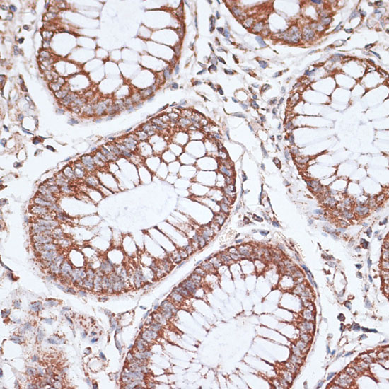 KCNS3 Rabbit polyclonal antibody