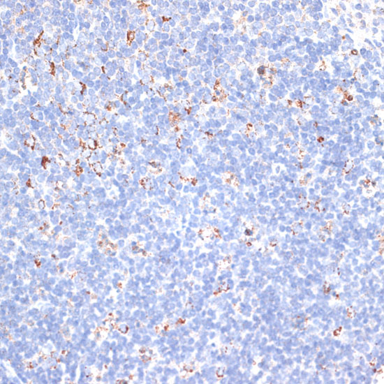 KCNS3 Rabbit polyclonal antibody
