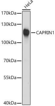 CAPRIN1 Rabbit polyclonal antibody