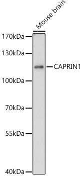 CAPRIN1 Rabbit polyclonal antibody