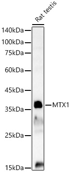 MTX1 Rabbit polyclonal antibody