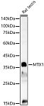 Western blot - MTX1 Rabbit pAb (A7912)
