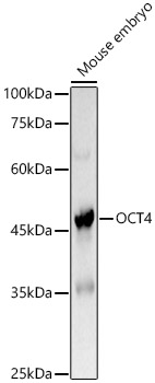 OCT4 Rabbit polyclonal antibody