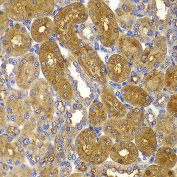 AMPKB Beta1 Rabbit polyclonal antibody