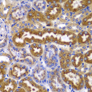 AMPKB Beta1 Rabbit polyclonal antibody
