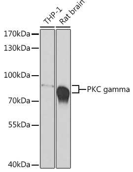 PKC gamma Rabbit polyclonal antibody