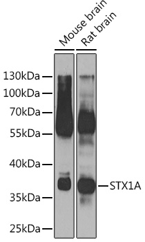 STX1A Rabbit polyclonal antibody