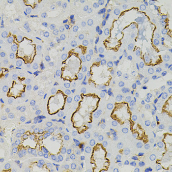 STX1A Rabbit polyclonal antibody