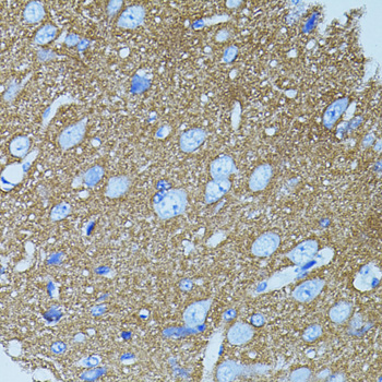 STX1A Rabbit polyclonal antibody