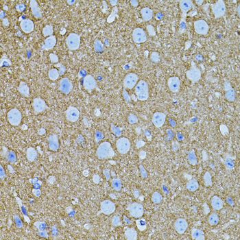 STX1A Rabbit polyclonal antibody