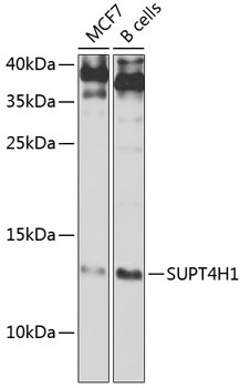 ABclonal:Western blot - SUPT4H1 Rabbit pAb (A7933)