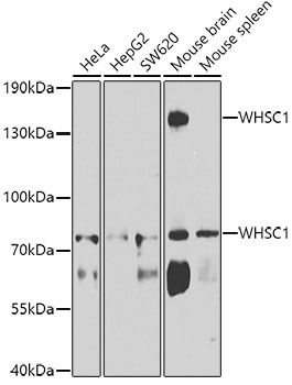 WHSC1 Rabbit polyclonal antibody