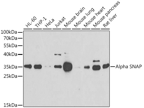 Alpha SNAP Rabbit polyclonal antibody