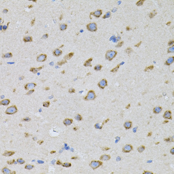 Alpha SNAP Rabbit polyclonal antibody