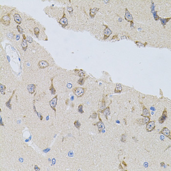 Alpha SNAP Rabbit polyclonal antibody