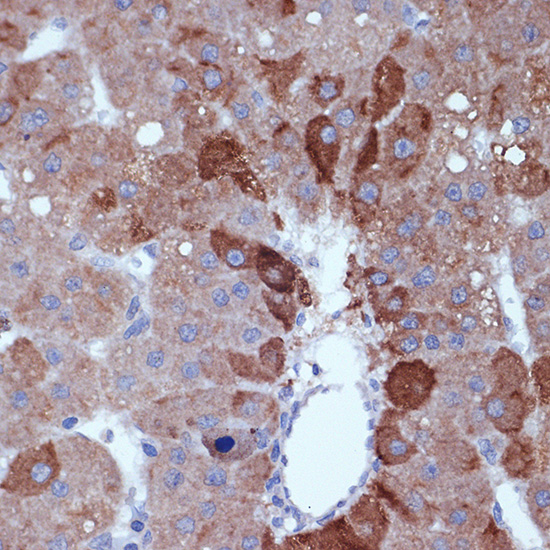 Cyclin B2 Rabbit monoclonal antibody