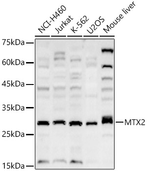 MTX2 Rabbit polyclonal antibody