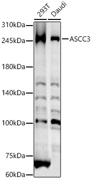 ASCC3 Rabbit polyclonal antibody